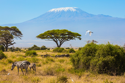 Great egret flies over a herd of zebras that graze in the savannah at the foot of Kilimanjaro. Trip to the Horn of Africa. Southeast Kenya, the Amboseli park