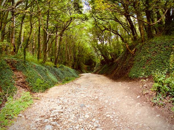 istock Way to Forrest and surrounding enviroment. Return to nature concept. 1268335759