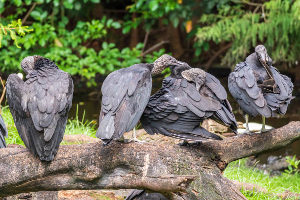 istock American black vultures (Coragyps atratus) preening on branch - Florida, USA 1268336982