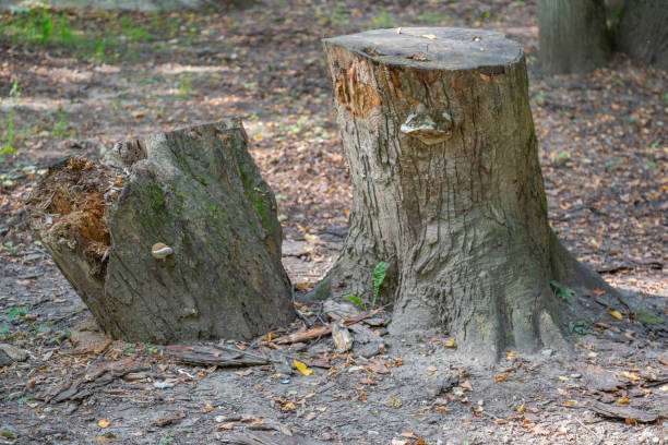 istock Big tree stump in public park 1268337674