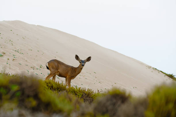 istock White-tailed deer. Guadalupe-Nipomo Dunes, California 1268340588