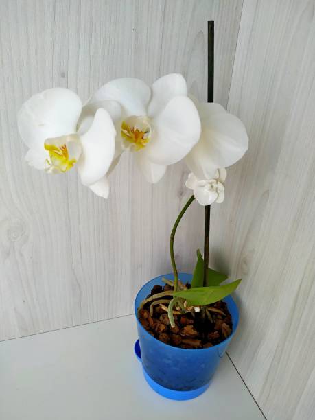 istock white phalaenopsis orchid with a yellow core in a blue flowerpot 1268340616