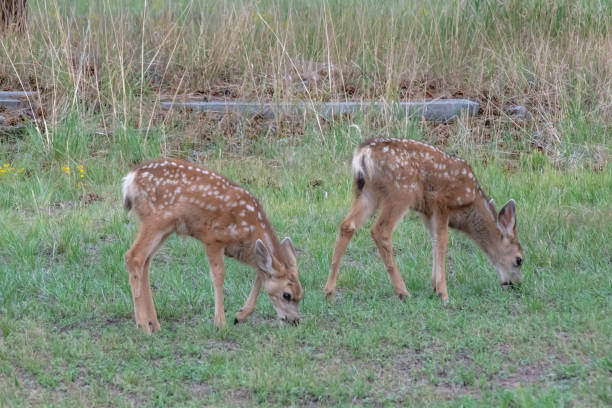 istock Twin fawns grazing 1268340870