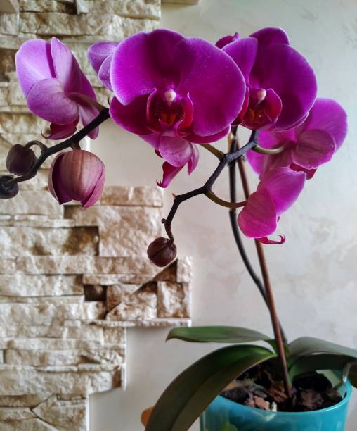 istock burgundy colored phalaenopsis orchid against a gray wall 1268340933