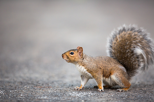 Eastern Grey Squirrel (Sciurus carolinensis)