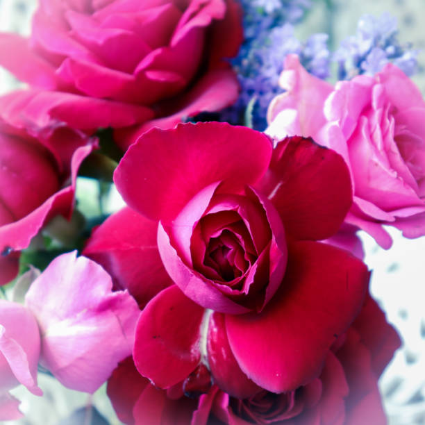 istock Abstract beautiful pink and white roses 1268343259