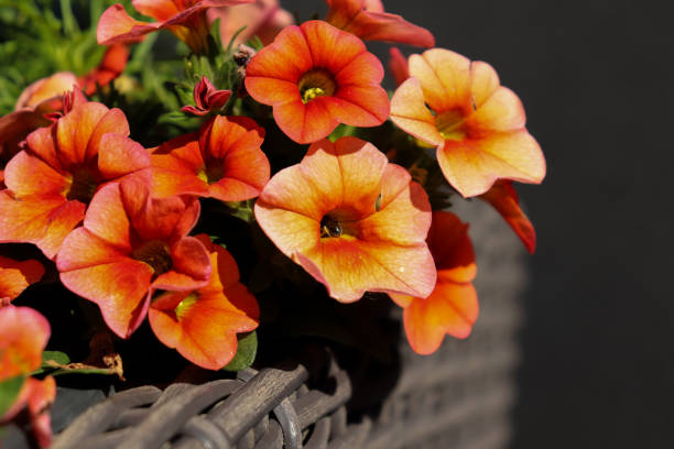 Orange colored Calibrachoa flower (Mango or Superbells) with a bee feeding inside the blooming flower center. Small flower looks like petunias.