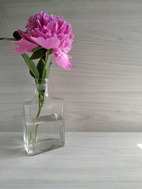 istock One pink peony in a small transparent vase. basis for a card 1268344180