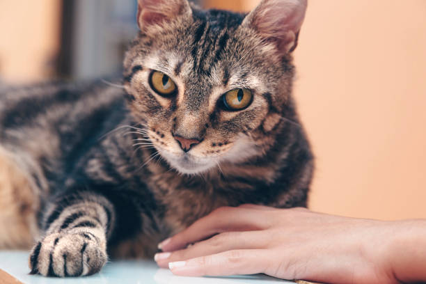 istock Pet's hand, cat facing the camera, pet's paw and woman's hand 1268344215