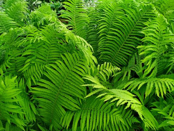 istock green dense thickets of fern. view from above 1268344246