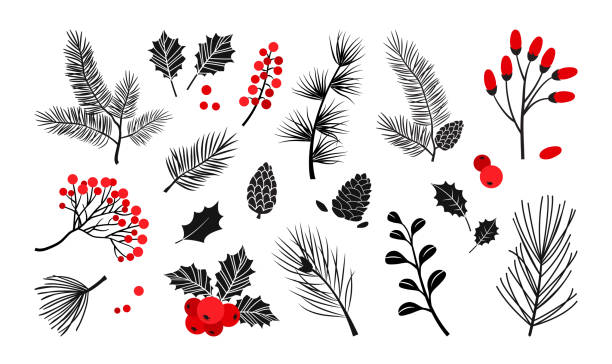 świąteczne rośliny wektorowe, jagody ostrokrzewu, choinka, sosna, liście gałęzi, dekoracja świąteczna, symbole zimowe izolowane na białym tle. czerwone i czarne kolory. vintage ilustracja przyrody - winter stock illustrations