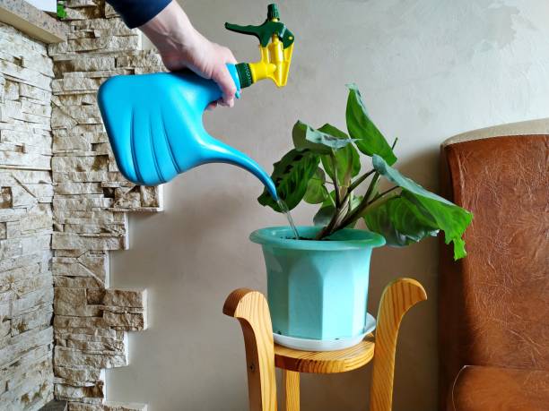 watering potted houseplant calathea in a Biscay Green pot on a wooden stand watering potted houseplant calathea in a Biscay Green pot near a gray wall on a wooden stand. calathea photos stock pictures, royalty-free photos & images