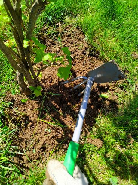 istock weeding grass under currant bushes with a chopper with a green handle 1268351034