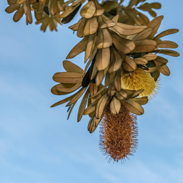 Banksia integrifolia - coastal banksia flowers at Umina Beach on the Central Coast of NSW, Australia