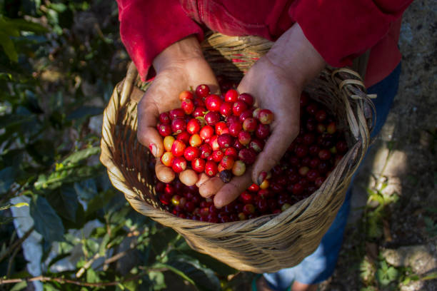 harvest of coffee cherries using a natural fiber willow in a sunny day - women red fruit picking imagens e fotografias de stock