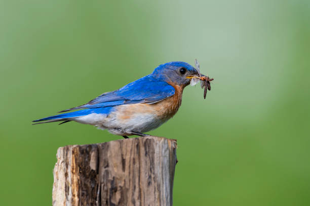 istock Eastern bluebird male perching and carrying food 1268354350