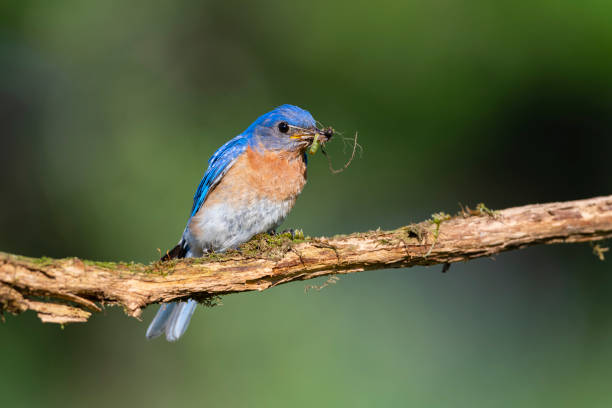 istock Eastern bluebird male perching and carrying food 1268354380