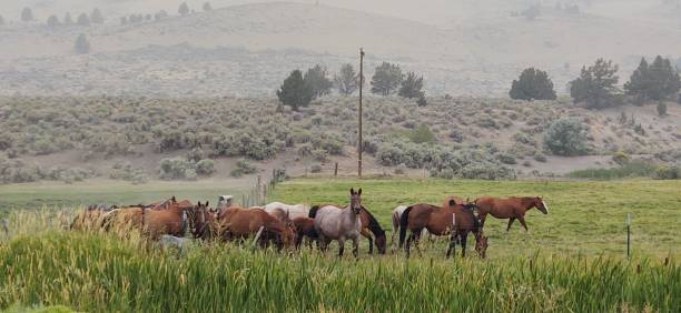 istock Just grazing the time away 1268357041