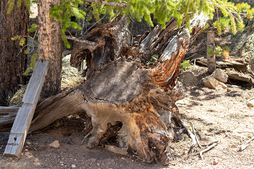 Weird Tree Stump en el suelo Colorado photo