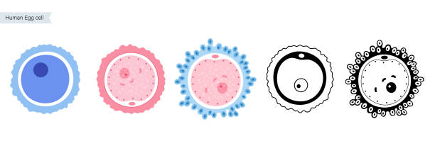 illustrazioni stock, clip art, cartoni animati e icone di tendenza di anatomia degli ovociti - egg cell