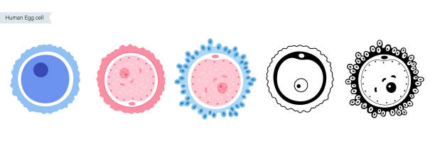 ilustrações de stock, clip art, desenhos animados e ícones de egg cell anatomy - egg cell