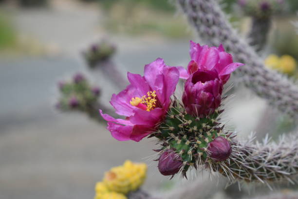 istock Cholla Cactus Flower Purple 1268359945