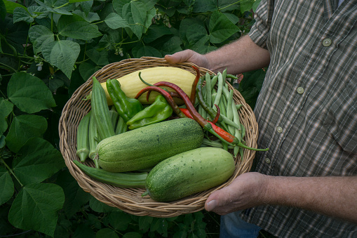 Man holding a tray of freshly harvested vegetables from the backyard garden