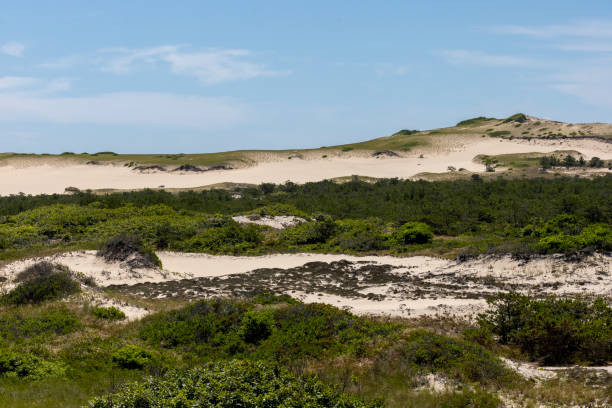 istock Provincetown Sand Dune Plants 1268361811