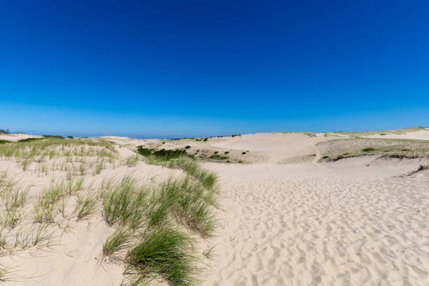 istock Dunes of Provincetown 1268361820