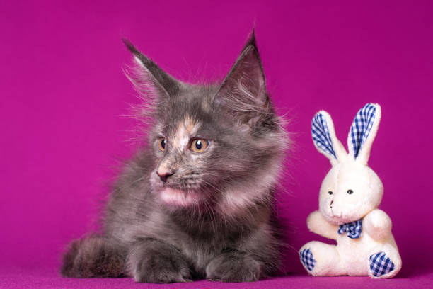 istock Lovely big red and white maine coon kitten. 1268362524