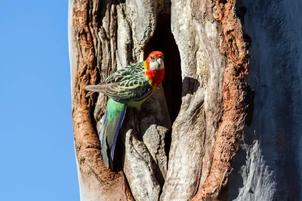Eastern Rosella at nest hole in large Gum Tree