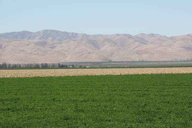 vale de san joaquin - califórnia - san joaquin valley - fotografias e filmes do acervo