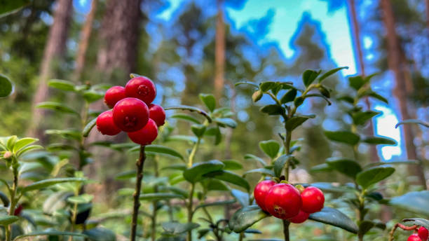 istock Lingonberry. Red berry in the forest in the sun 1268366205