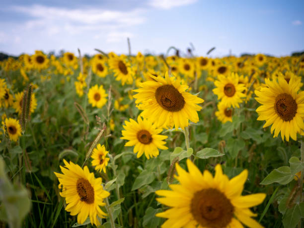 istock Sunflowers in a Field During a Sunny Day 1268367020