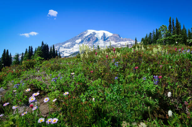 istock Wildflowers on Skyline Train - Mount Rainier 1268367966