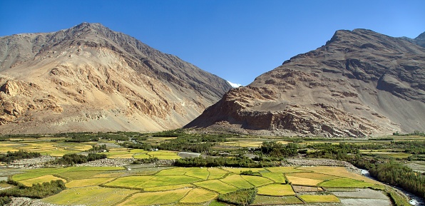 cereal field in Wakhan valley , Gorno-badakhshan region, Tajikistan and Afghanistan border. Wakhan corridor. Hindukush mountains