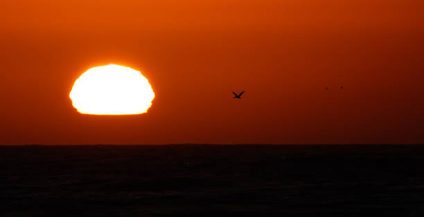 istock Pelican and setting sun over the ocean. 1268368880