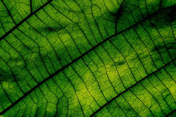 istock Closeup of green leaf texture as background. 1268368942