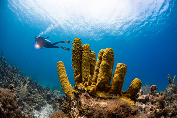 Yellow tube sponge and diver View of the Caribbean coral reef with the yellow tube sponge and female diver in Grand Cayman island - Cayman Islands coral cnidarian stock pictures, royalty-free photos & images