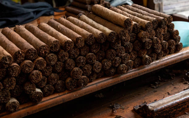 detail of hands man working twisting tobacco leaves to make cigars cigars. - tobacco cigarette tobacco product rolling imagens e fotografias de stock