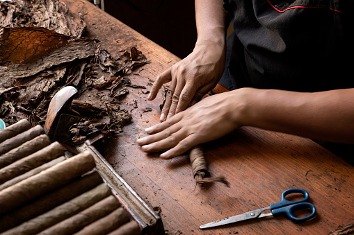 Detail of hands man working twisting tobacco leaves to make cigars cigars.