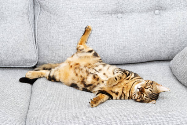 Bengal young cat is sleeping on gray sofa, cute tabby kitten funny lying on couch. Bengal young cat is sleeping on gray sofa, cute tabby kitten funny lying on couch, belly up. Domestic life animals. animal abdomen photos stock pictures, royalty-free photos & images