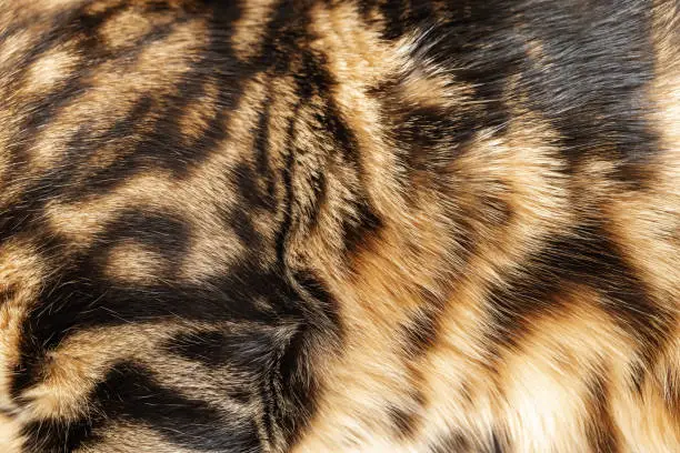 Coat of Bengal cat close up striped fur, skin, texture fur.