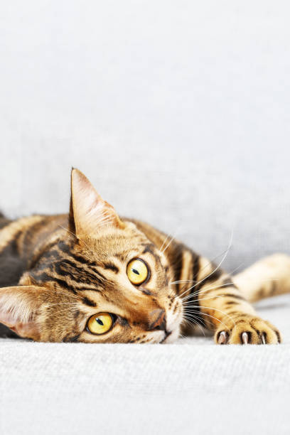 istock Beautiful short-haired young cat lying on bed at home, bengal cat pet looking at camera. 1268374847