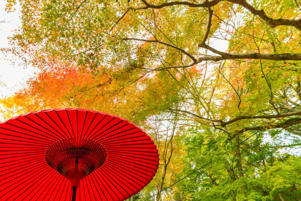 istock Red Japanese umbrella in forest 1268375773