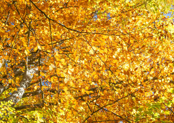 istock Background with autumn yellow beech leaves 1268376549
