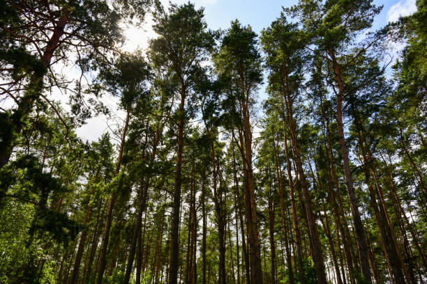 istock Tall green pine trees against the sky in the forest 1268382133