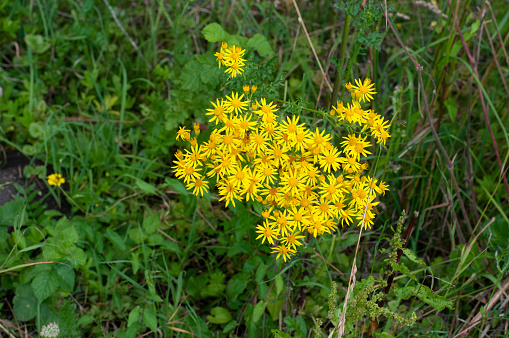 a common ragwort with yellow flowers, a plant poisonous for horses and cattle