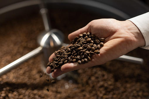 The process of roasting a batch of high quality single origin coffee beans in a large industrial roaster; the toasted beans are in the cooling cycle.