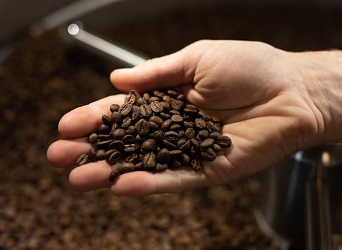 A close up of a hand holding roasted black coffee beans